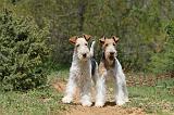 FOX TERRIER 261